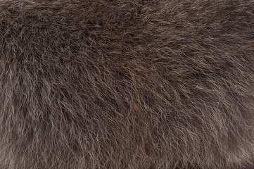 Background of raccoon fur