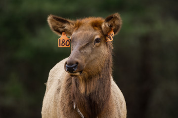 Elk (cow) Portrait