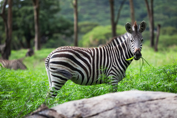 Zebra grazing in green grass.  Zimbabwe Africa.