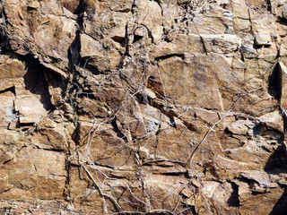 Texture of rock and root