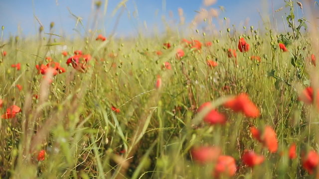Red poppy in field. Protection of the environment and ecology. Natural resources of the Earth. Warm weather.