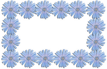 Fototapeta na wymiar Frame from chicory flowers
