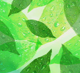 Green leaves with drop  fresh nature background