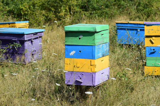 Small apiary in the foothills.