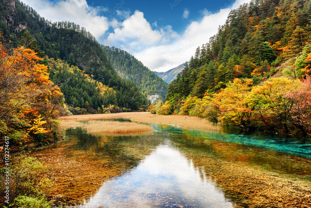 Wall mural crystal clear water of river among fall woods in mountain gorge