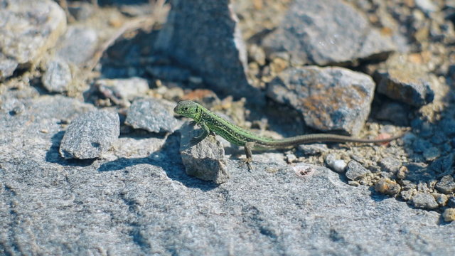 green lizard in the stones