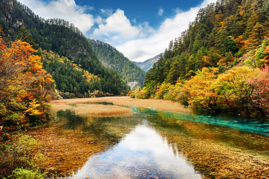 Fototapeta Crystal clear water of river among fall woods in mountain gorge