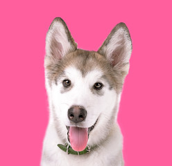 Portrait of Malamute puppy on pink background