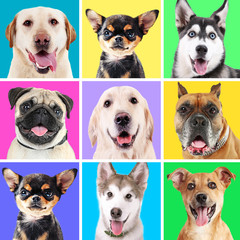 Portraits of cute dogs on colorful backgrounds