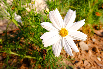 White Kosmeya flowers