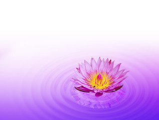 Purple water lily or lotus on water wave background