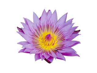 Purple water lily or lotus on isolate white background