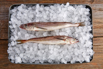 Hake fish on ice side view