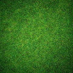Fototapeta premium Background and texture of Beautiful green grass pattern from golf course