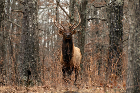 Fototapeta A bull elk standing in the forest.