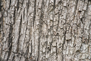 Naklejka premium Wooden background