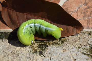 Green Worm