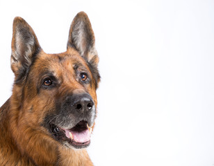 Shepherd dog on a white background