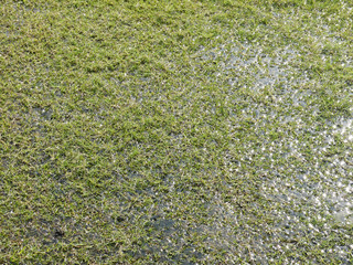 water in grass