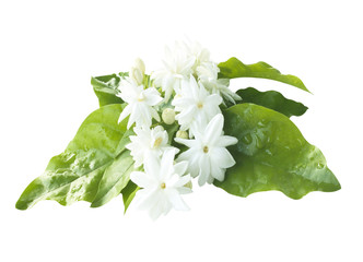 Jasmine flowers fresh