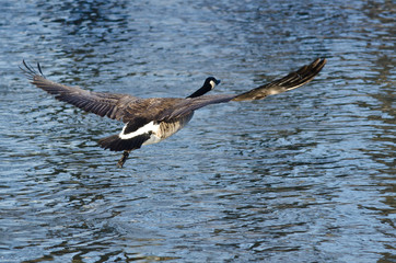 Canada Goose Flying Low Over the Water