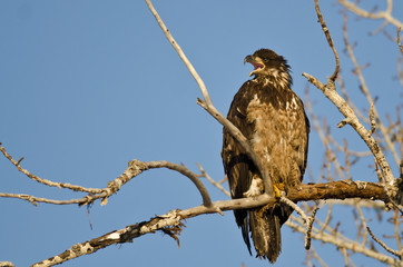 Young Bald Eagle Calling From High in a Barren Tree