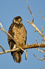 Young Bald Eagle Perched High in a Barren Tree