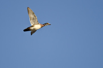 Obraz premium Lone Wood Duck Flying in a Blue Sky