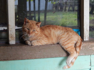 orange cat on window