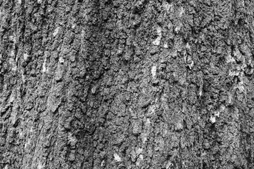 Tree bark texture;monochrome