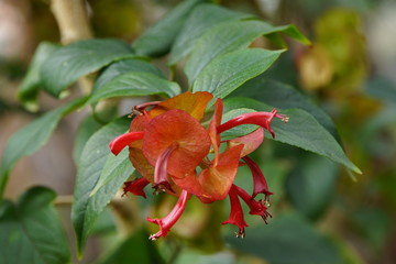 Rote Chinesenhutpflanze (Holmskioldia sanguinea)