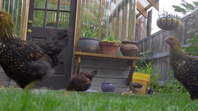Being tossed tomatoes in a backyard, several chickens peck and grab them