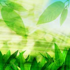 Fototapeta na wymiar Green leaves and bokeh light nature background 
