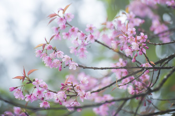 Fototapeta na wymiar sakura, thai cherry blossom in garden