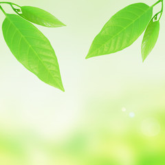 Obraz premium Green leaves border ,frame background