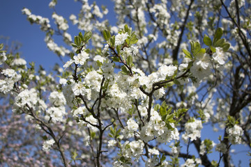 Flowering apple tree in a garden
