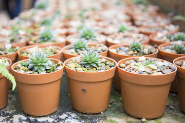 cactus plant for garden decoration