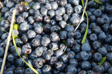 Blueberries
