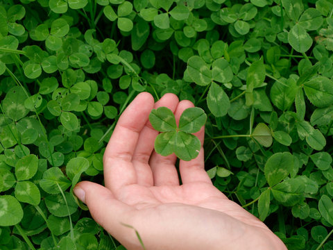four-leaf clover in hand