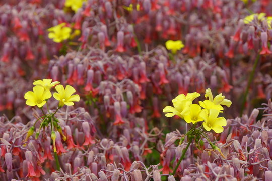 Nickende Sauerklee, auch Niedriger Sauerklee (Oxalis pes-caprae)