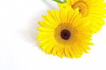 Yellow Gerbera