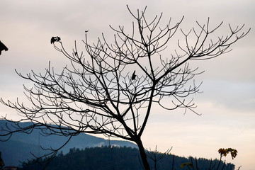 Silhouette of tree branches