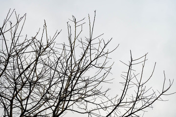 Silhouette of tree branches