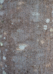 Bark of trees, Tileable Texture.