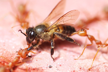 Macro Ant Battle