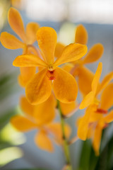 Beautiful yellow orchids flower tree.