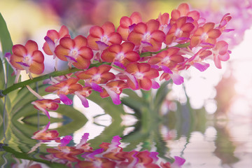 Fototapeta na wymiar Beautiful red orchids flower tree and water reflection.