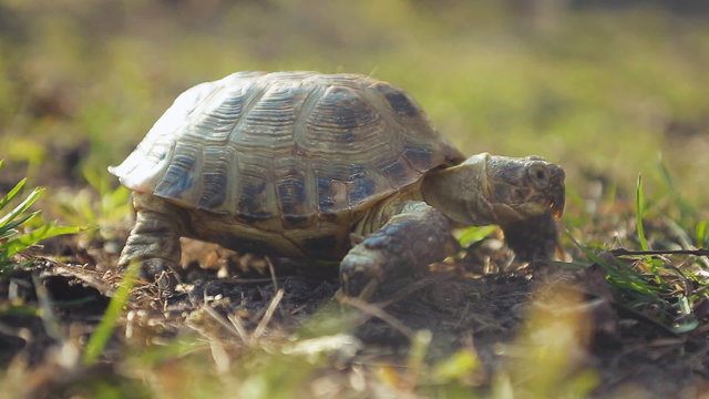 European steppe turtle. Asian turtle endangered species
