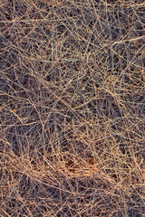 The dry grass
