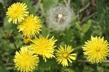 和タンポポと綿毛